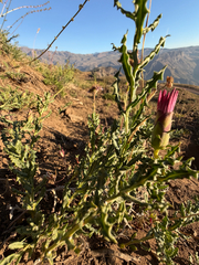 Mutisia sinuata, photograph (c) Cody Hinchliff, some rights reserved (CC BY)