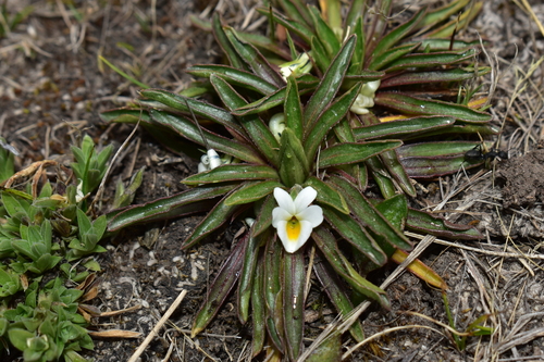 Viola pusillima