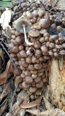 Mycena tintinnabulum