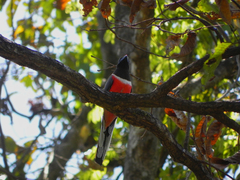 Malabar Trogon photo 3