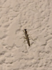 Mantodea