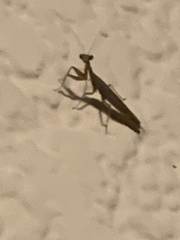Mantodea