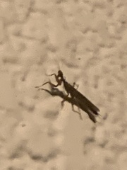 Mantodea