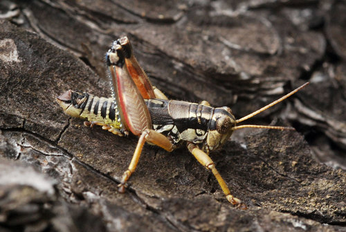 Common Mountain Grasshopper