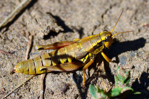 Common Mountain Grasshopper