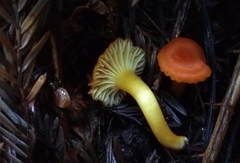Hygrocybe moseri