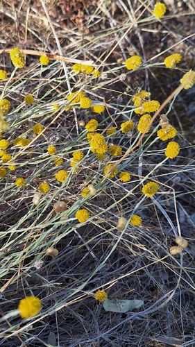 Calocephalus citreus, photograph 3
