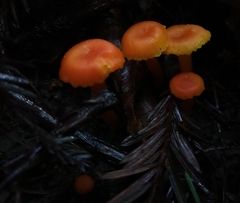 Hygrocybe moseri