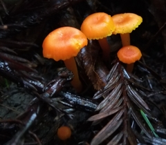 Hygrocybe moseri