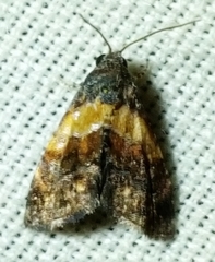 Tripudia balteata