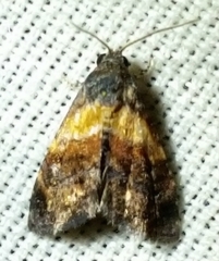 Tripudia balteata