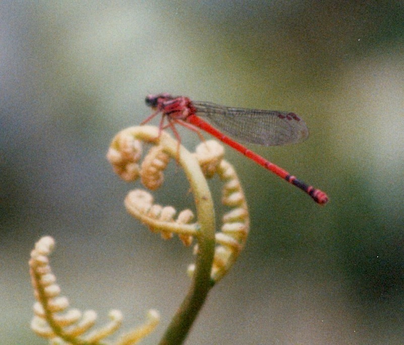 Megalagrion blackburni