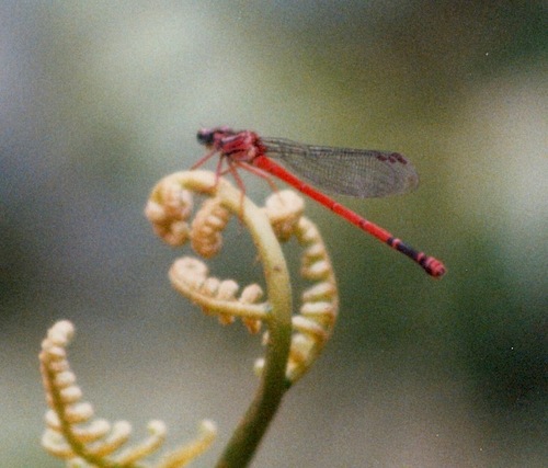 Megalagrion blackburni