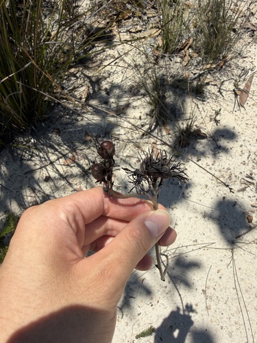 Haemodorum corymbosum (Haemodorum corymbosum)