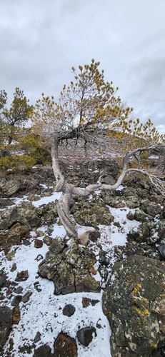 Limber pine