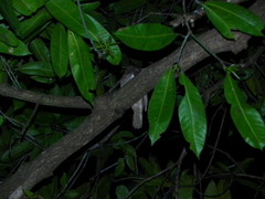 Batrachostomus moniliger