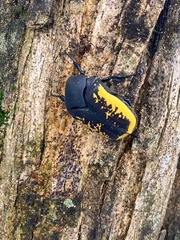 Gymnetis holosericea