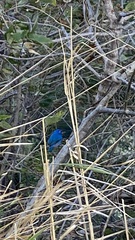 Passerina rositae