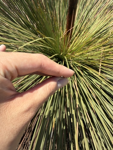 Xanthorrhoea resinosa, photograph 4