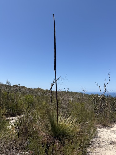 Xanthorrhoea resinosa, photograph 6