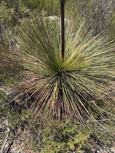 Xanthorrhoea resinosa, photograph 5