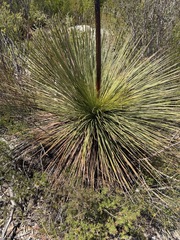 Xanthorrhoea resinosa, photograph (c) Toby Jin, some rights reserved (CC BY)