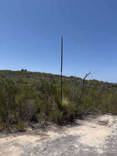 Grass-tree gum (Xanthorrhoea resinosa)