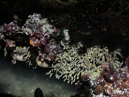 Phyllochaetopterus observed 2026-01-03