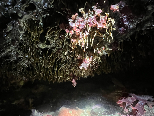 Phyllochaetopterus observed 2026-01-03