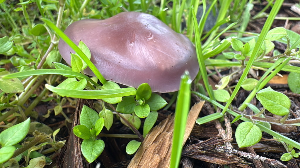 Collybia nuda · January 2026 · photo: © moemorelock (iNaturalist, cc-by)