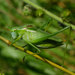 Modest Plump Bush-Cricket - Photo (c) Vlad Proklov, some rights reserved (CC BY-NC)