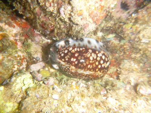 Cypraea maculifera observed 2026-01-02