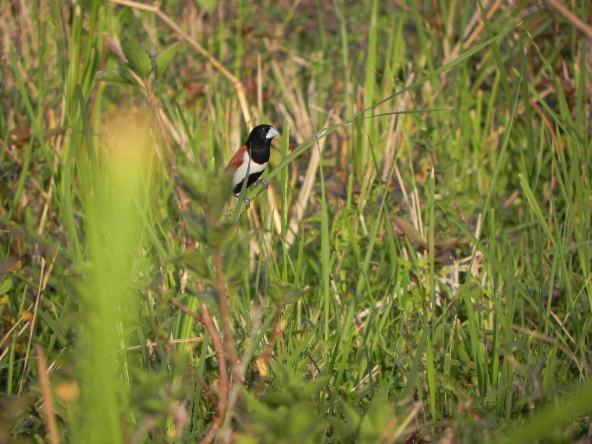 Tricolored Munia