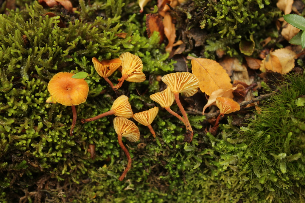Xeromphalina austroandina