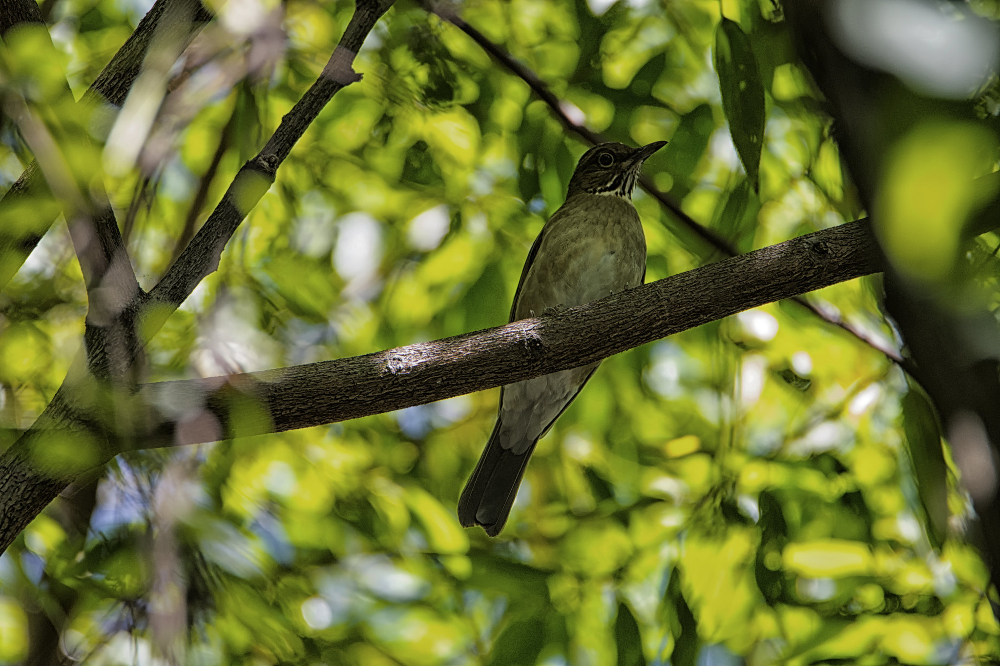 White-throated Thrush (Turdus assimilis)