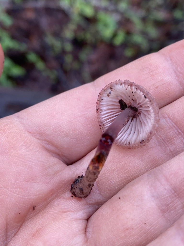 Mycena haematopus · January 2026 · photo: © katharinegk (iNaturalist, cc-by)