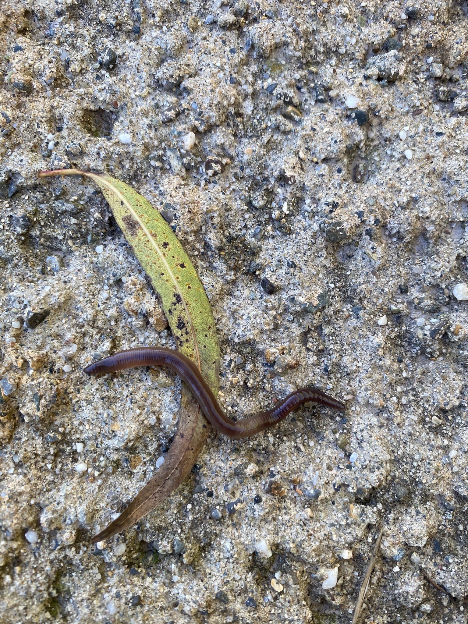 Aporrectodea caliginosa trapezoides (Dugés, 1828)