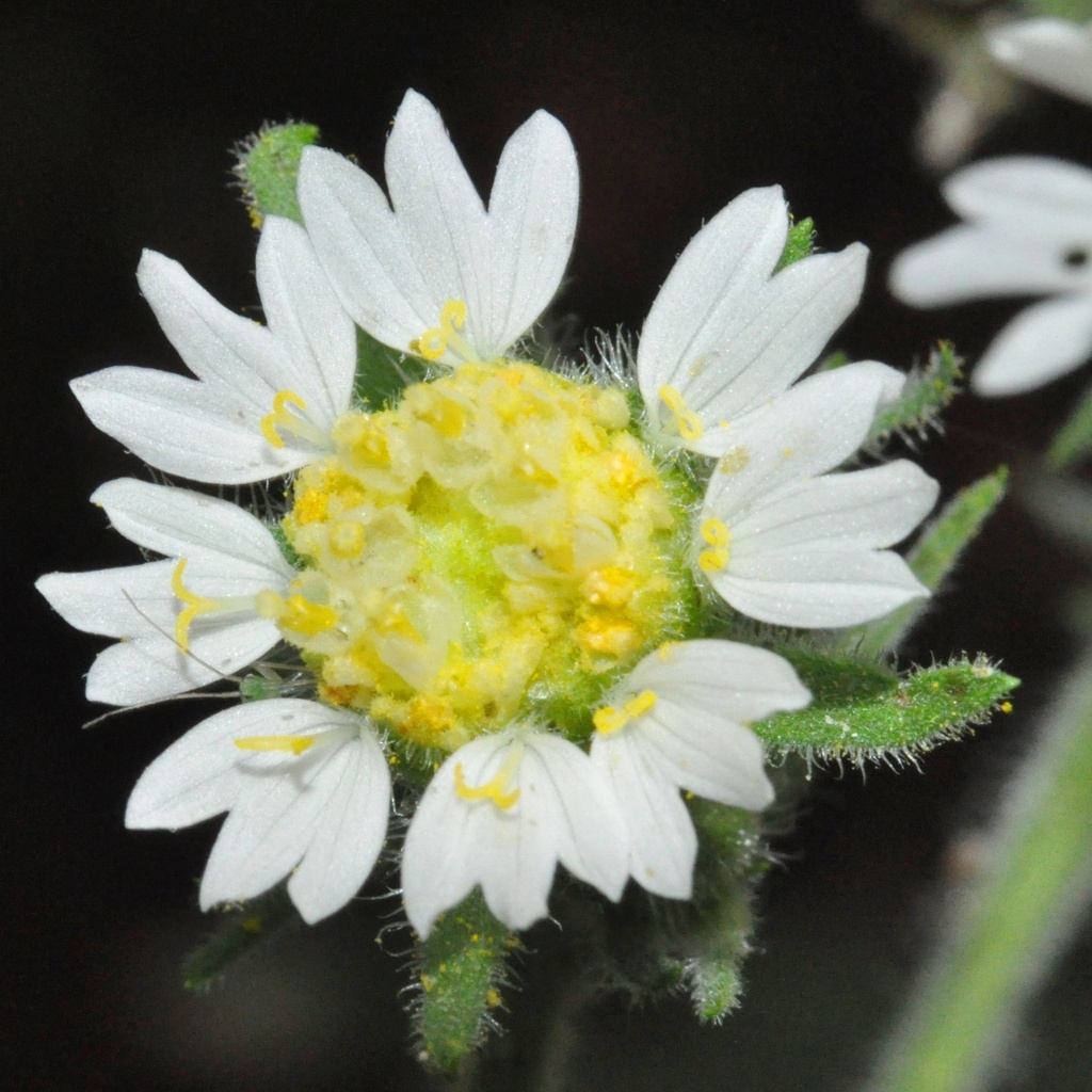 Polymnia