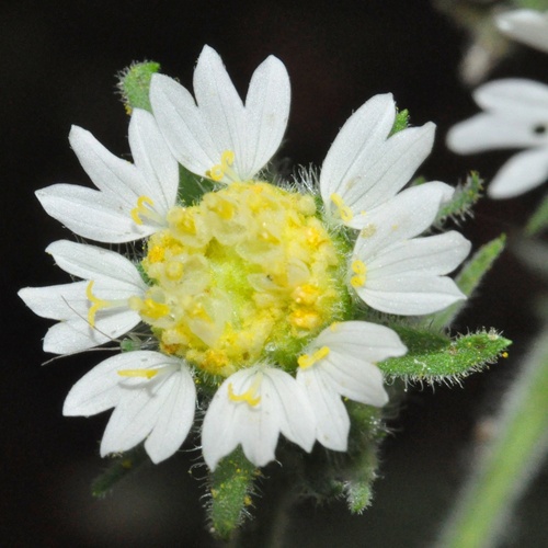 Polymnia