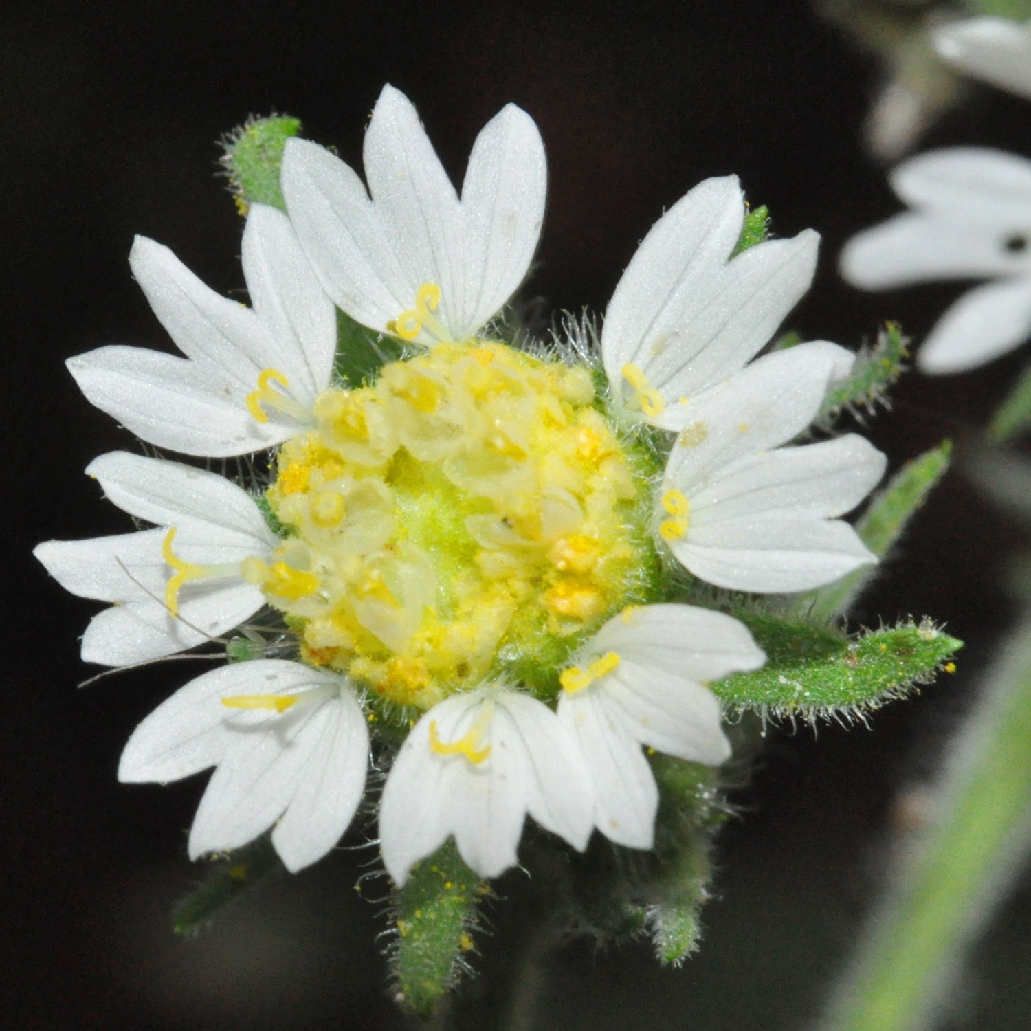 Polymnia