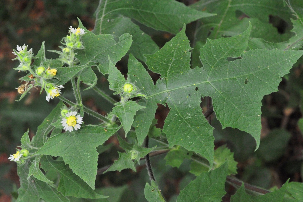 leafcup