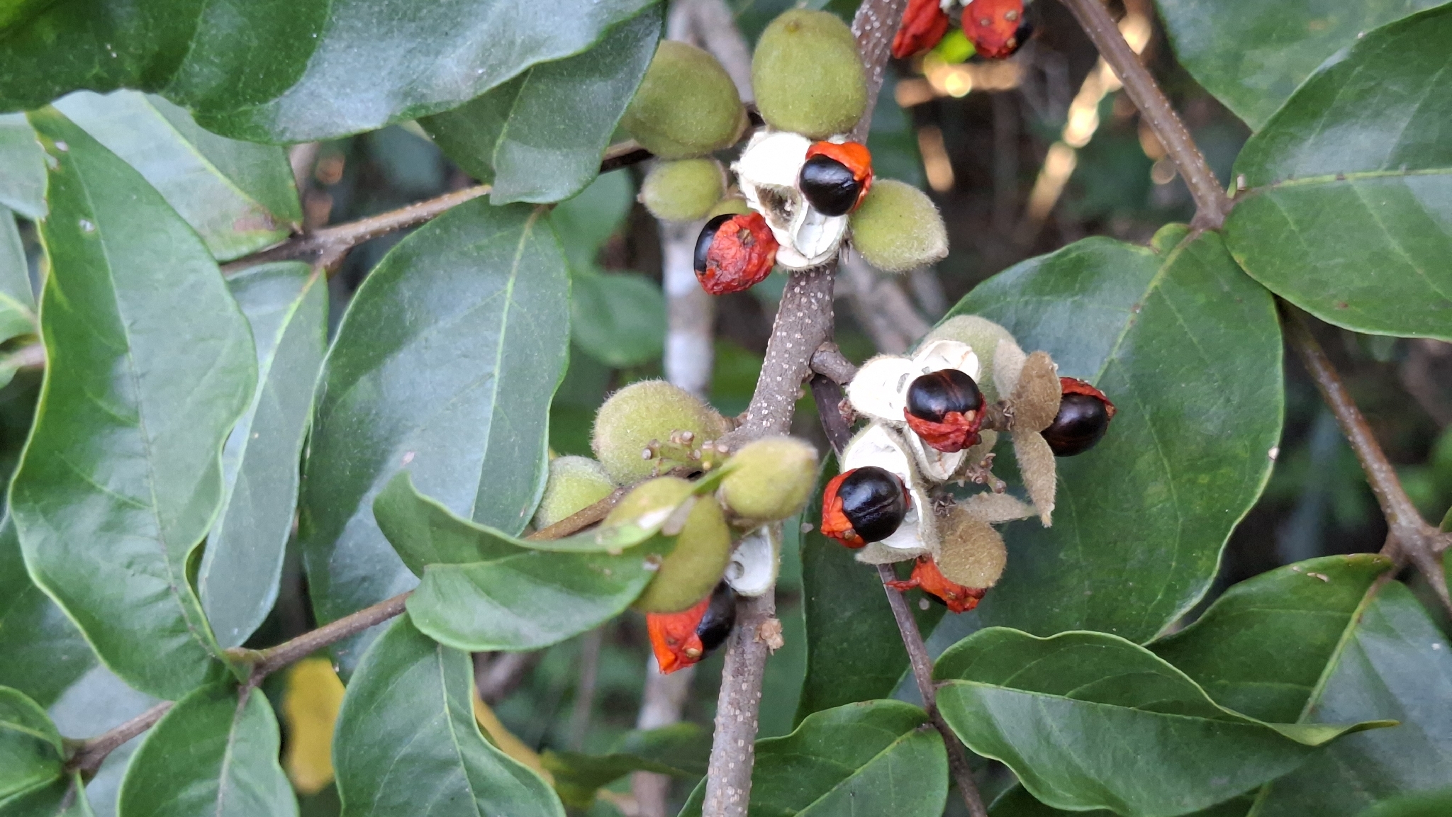 Gaita (Trichilia pallida)