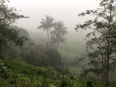 Ceroxylon quindiuense