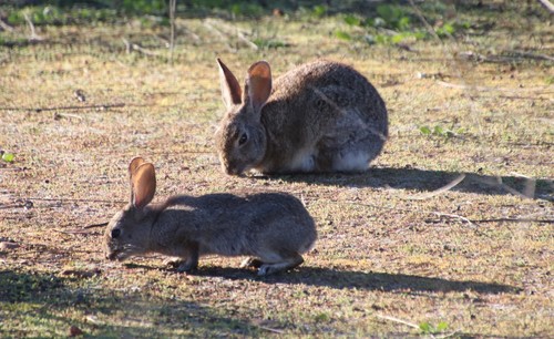 Brush Rabbit (Sylvilagus bachmani), a lookalike recorded in Oregon