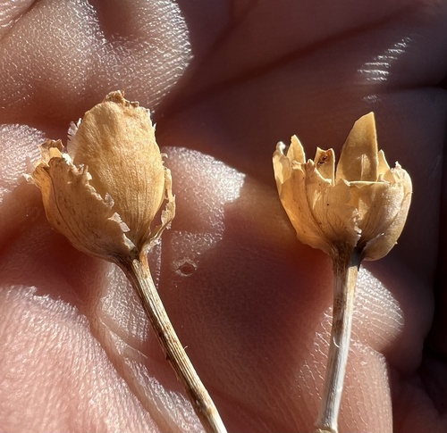 Paiute false bindweed (Calystegia longipes)