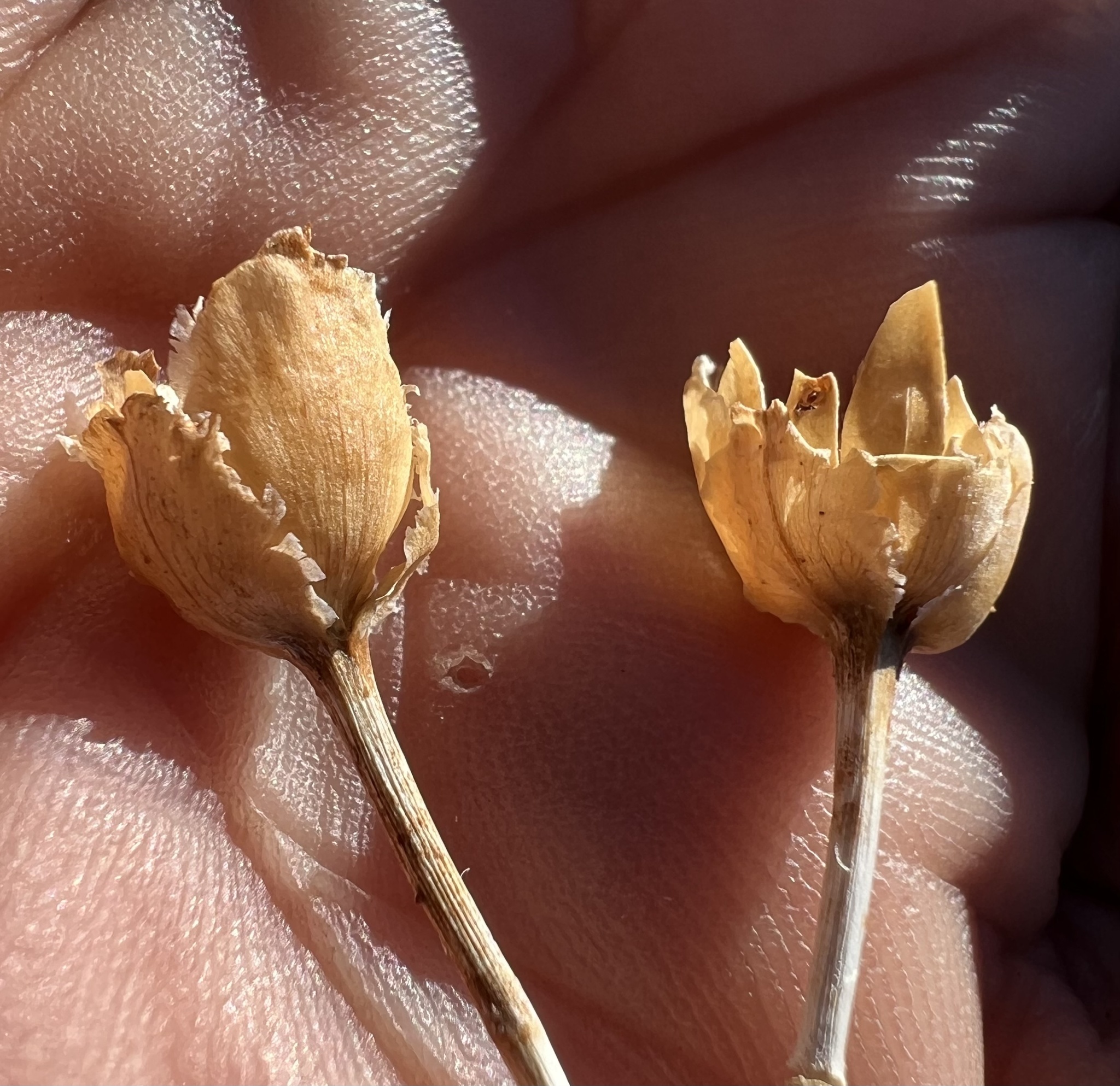 Paiute False Bindweed (Calystegia longipes)