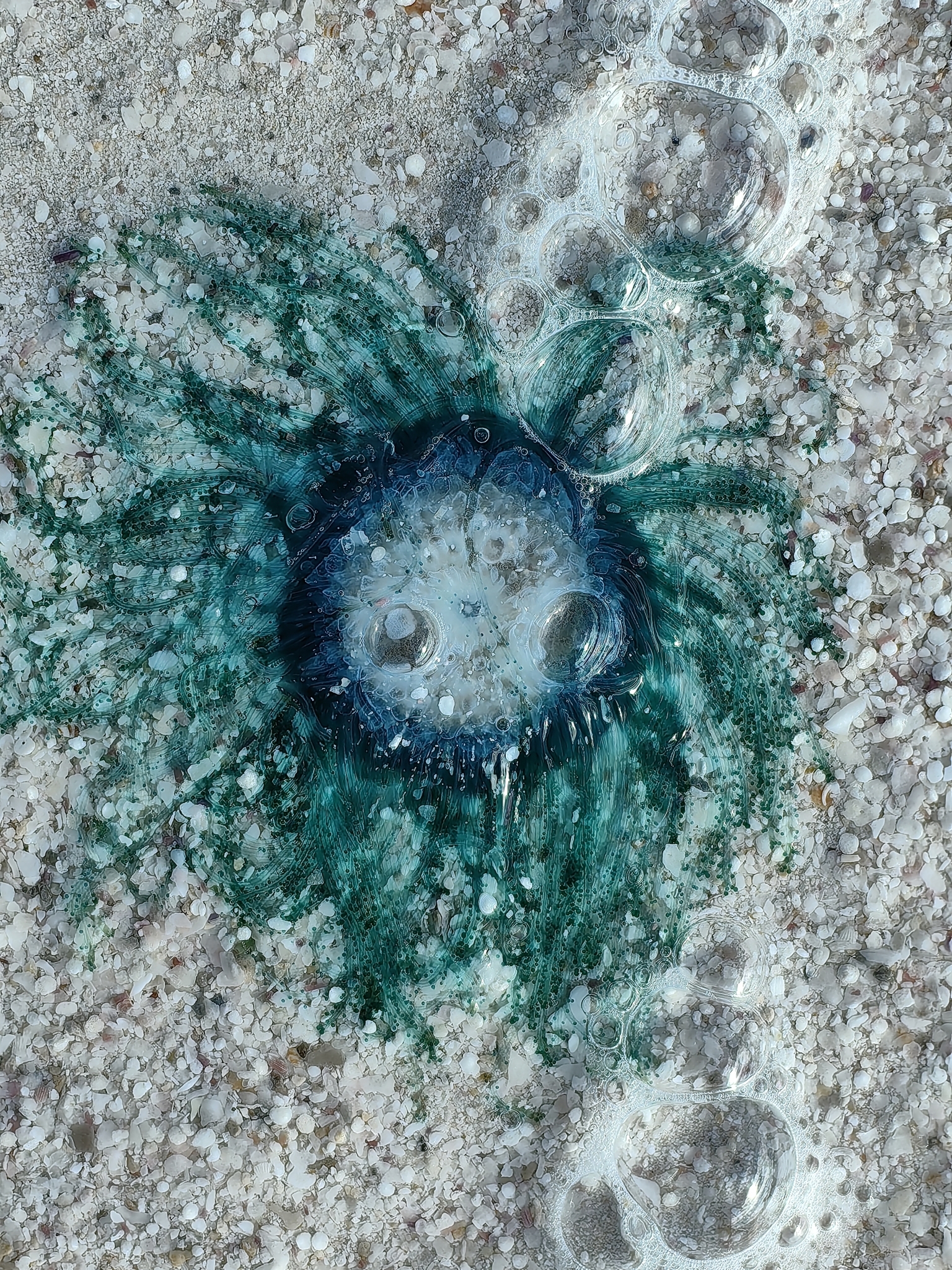 Porpita porpita (Linnaeus, 1758)