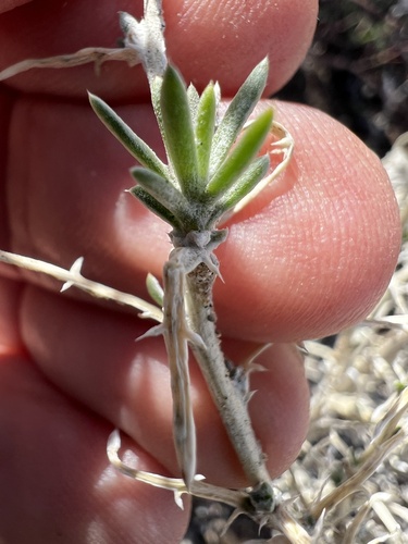giant woollystar (Eriastrum densifolium)