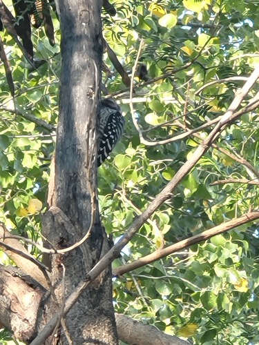 Ladder-backed Woodpecker (Dryobates scalaris), photo 3