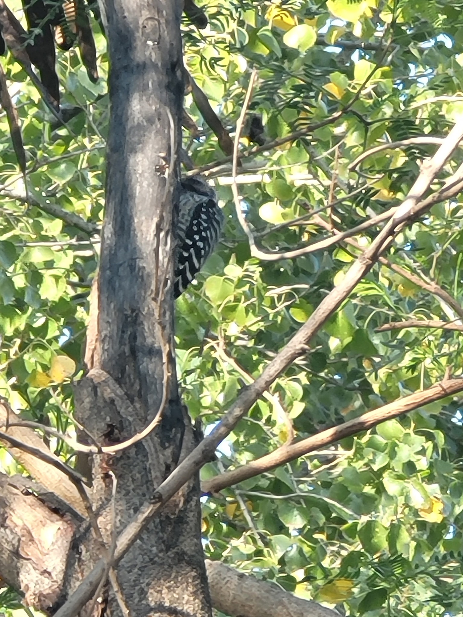 Ladder-backed Woodpecker (Dryobates scalaris), photo 3